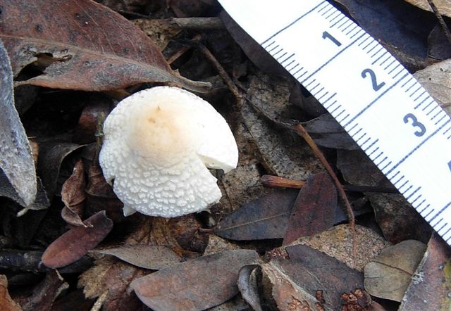 Piccole Lepiota